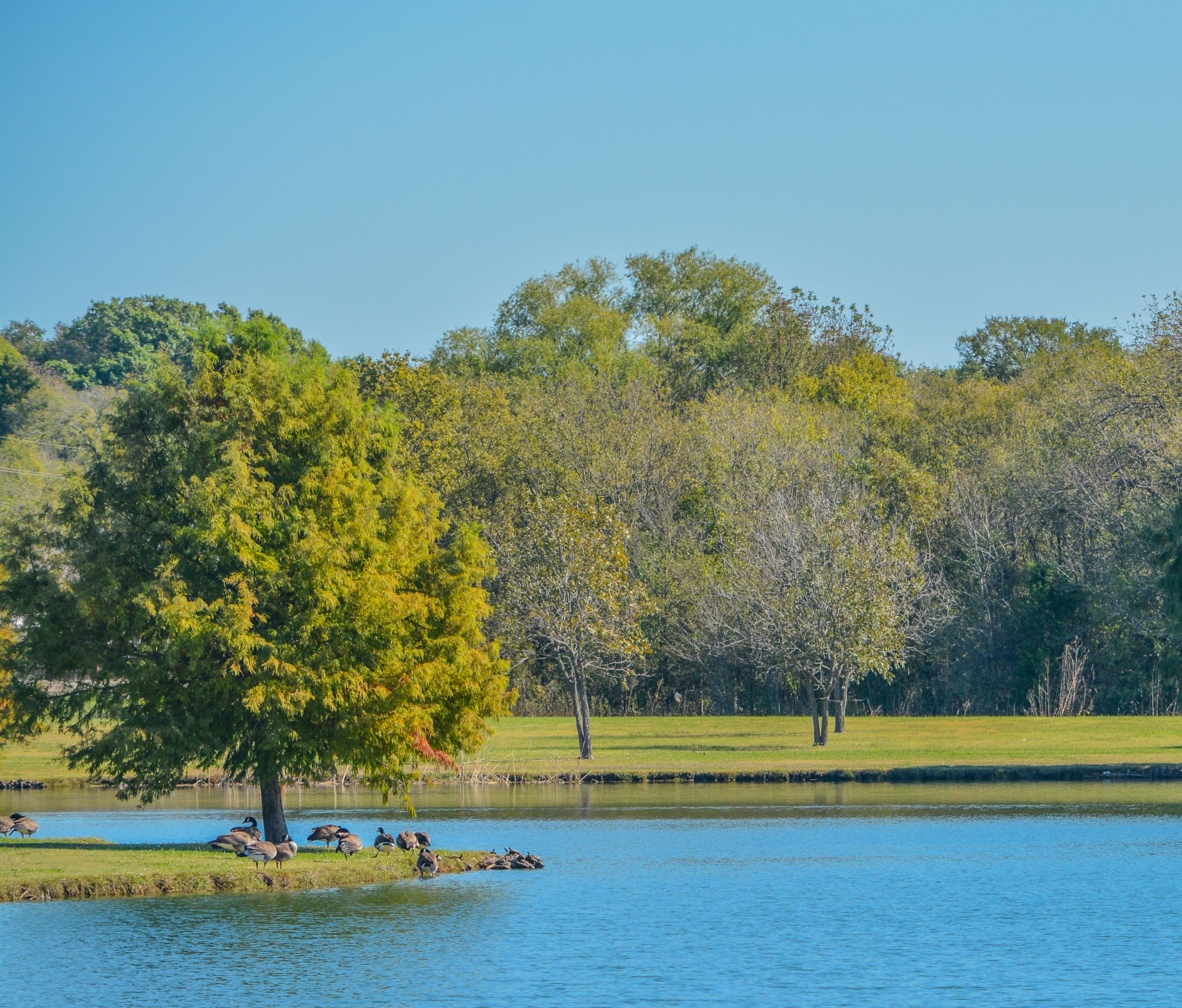 Mesquite Shutterstock 2070779387